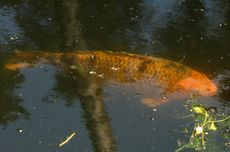 koi-karpfen_8038.jpg